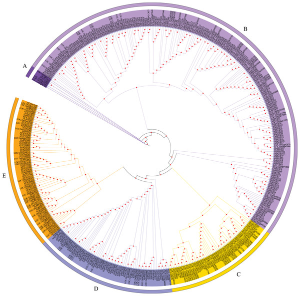 Phylogenetic relationships of Qingke, Arabidopsis, and rice MYB proteins.