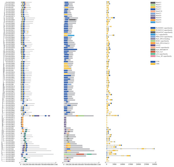 Domains and motifs in each group of the MYB proteins.