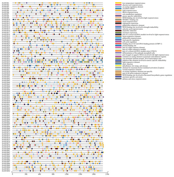 Prediction and exon–intron structure of cis-acting elements in the promoter regions of HvMYB genes.