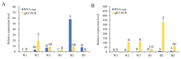 Relative expression of HvMYB53 and HvMYC in White 91-97-3 and Blue Qingke.