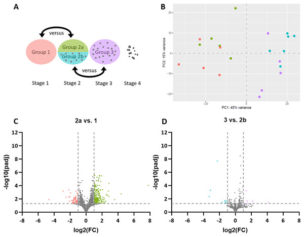 Stage-dependent transcriptome analysis of tumor cell- and lymphocyte-enriched canine cutaneous histiocytoma (CCH) groups.