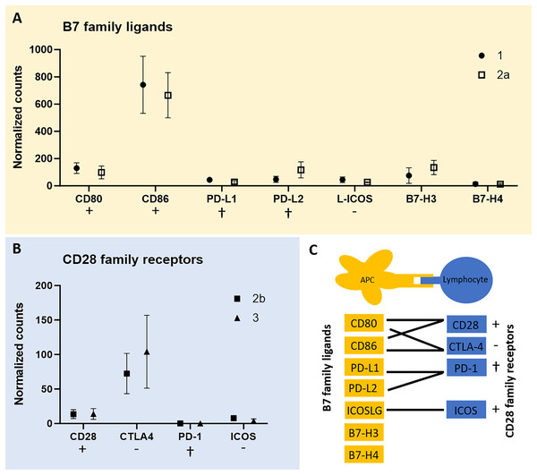 mRNA expression levels of immune regulatory B7 family ligands (A) in tumor cell-enriched areas and co-stimulatory/co-inhibitory CD28 family receptors (B) in lymphocyte-enriched sample groups of select stages of canine cutaneous histiocytoma.