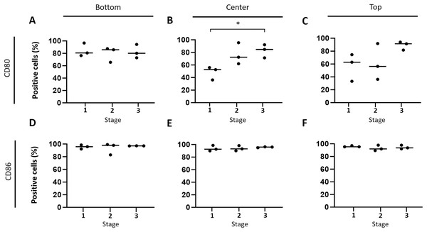 Spatial and time-dependent mRNA expression levels of co-stimulatory B7 family ligands CD80 (A–C) and CD86 (D–F) in selected stages of canine cutaneous histiocytoma as analyzed by in situ hybridization.