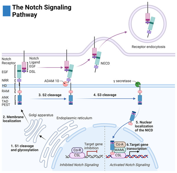 The Notch signaling pathway.