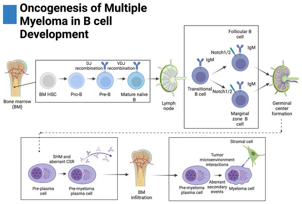 Oncogenesis of multiple myeloma in B-cell development.