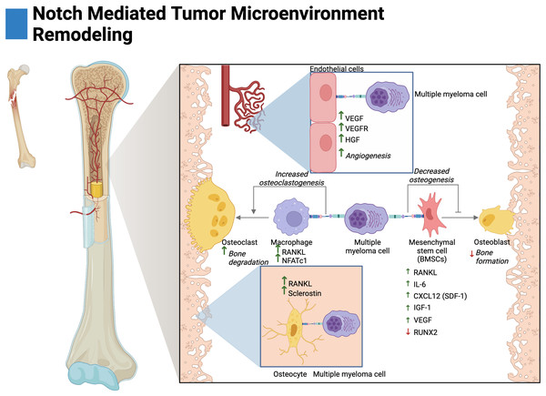 Notch-mediated tumor microenvironment remodeling.