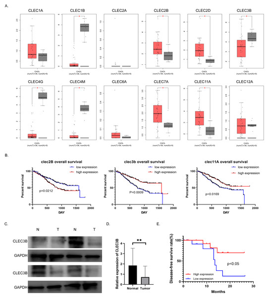 Correlation between CLEC3B and patient prognosis in cholangiocarcinoma (CCA).