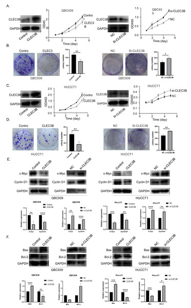 Effect of CLEC3B on cell proliferation of bile duct cancer cells, QBC939 and HUCCT1.