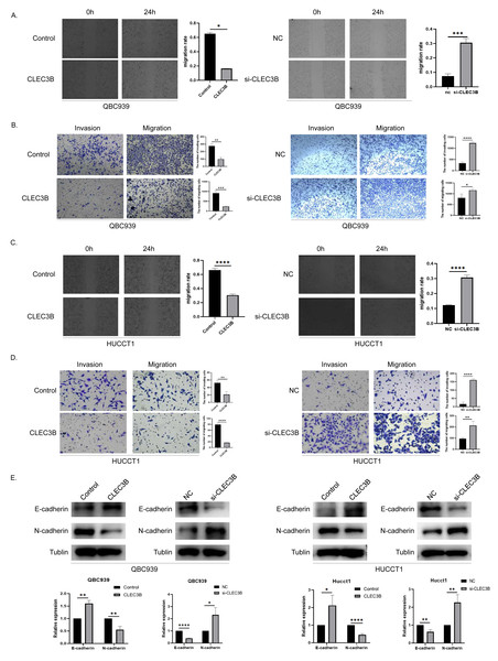 Effect of CLEC3B on CCA cell migration and invasion.