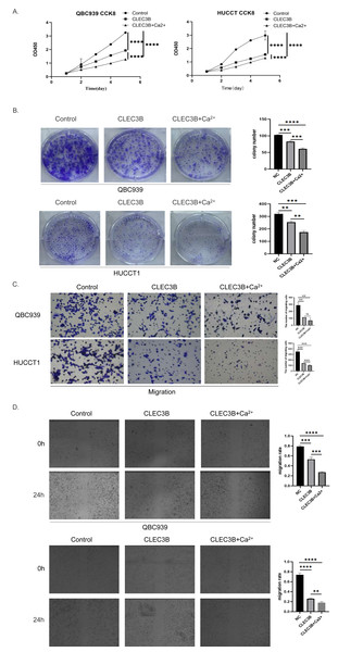 Effects of Ca2+ on biological effects of CLEC3B.