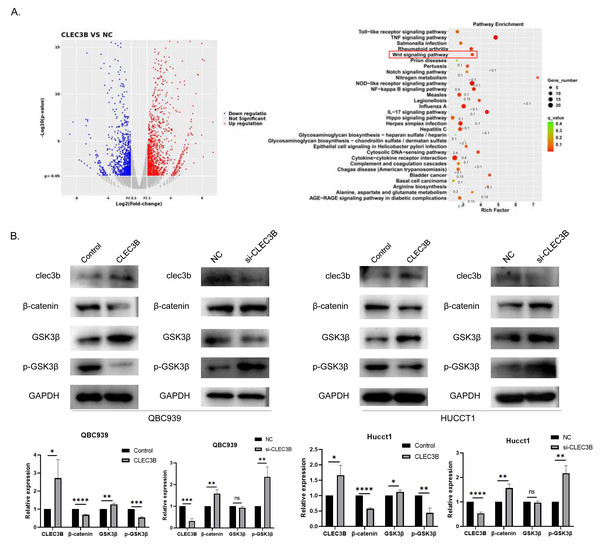 CLEC3B inhibit cellular function through Wnt/β-catenin signaling pathway.