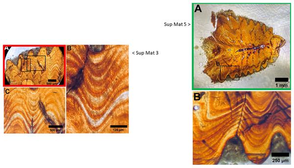 SUP MAT 3 (DePalma et al., 2021) (left) and SUP MAT 5 (DePalma et al., 2021) (right).