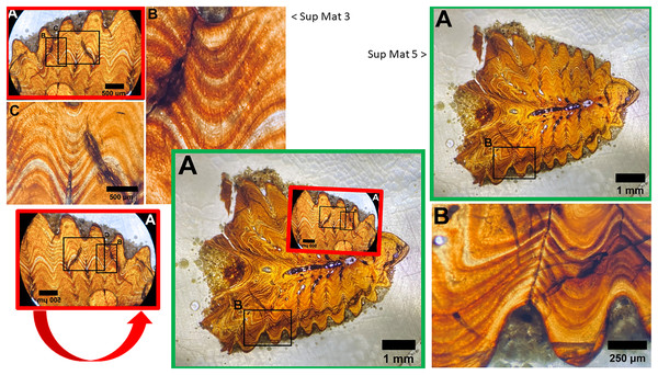 Juxtaposition of SUP MAT 3 (DePalma et al., 2021) (left, red) and SUP MAT 5 (DePalma et al., 2021) (right, green; see also Fig. 10).