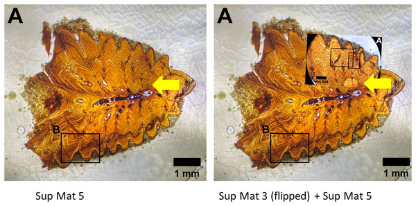 Left: SUP MAT 5 (DePalma et al., 2021) with a faint air bubble (yellow arrow); Right: SUP MAT 3 (DePalma et al., 2021) overlying SUP MAT 5, with a duplicate air bubble in exactly the same position (yellow arrow).