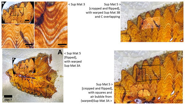 Sup Mat 3 (warped) corresponds precisely with (flipped) Sup Mat 5.