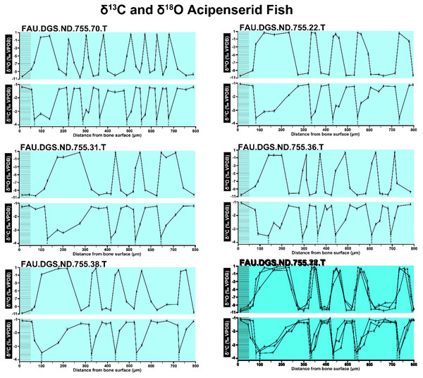 Overlay of SUP MAT 10 (DePalma et al., 2021) FAU.DGS.ND.755.38.T. (bottom left) and FAU.DGS.ND.755.11.T (bottom right).