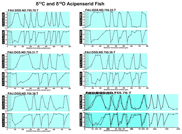 Overlay of SUP MAT 10 (DePalma et al., 2021) FAU.DGS.ND.755.70.T (top left), stretched to 150% of original length, onto FAU.DGS.ND.755.11.T (bottom right).