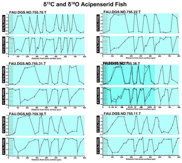 Overlay of SUP MAT 10 (DePalma et al., 2021) FAU.DGS.ND.755.31.T (left, centred), compressed to 70% of original length, onto FAU.DGS.ND.755.36.T (right centred).