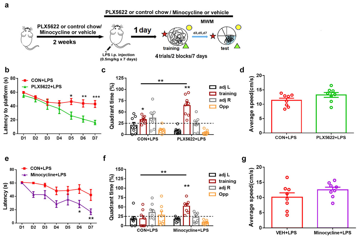 Microglial depletion rescues spatial memory impairment caused by  