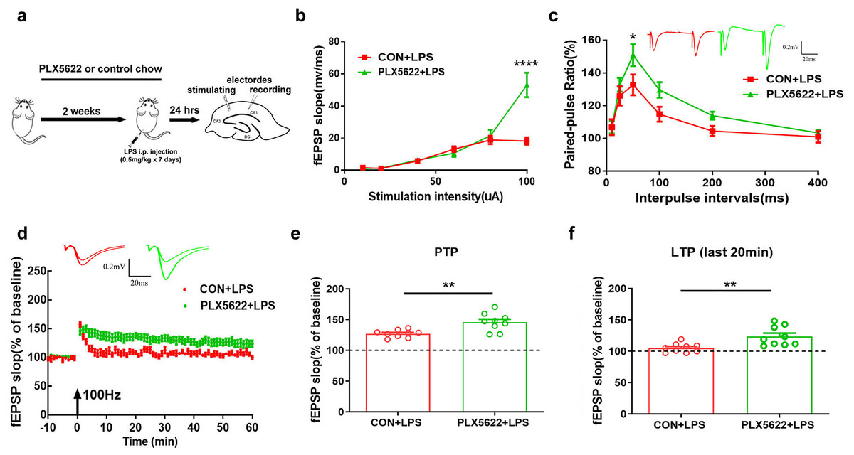 Microglial depletion rescues spatial memory impairment caused by  