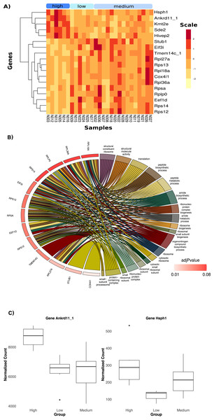 Differential Expression of genes with three categories of weight; low, medium and high.