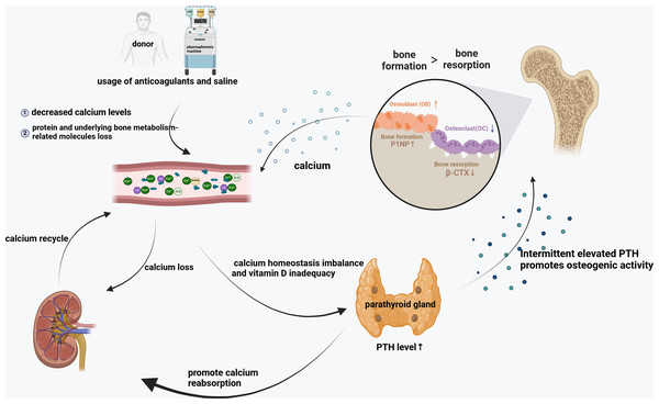 Bone metabolism changes after long-term and frequent plasmapheresis donation.