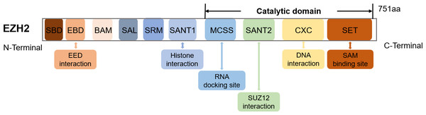 The schematic diagram of the EZH2 domain composition along with their corresponding functions.