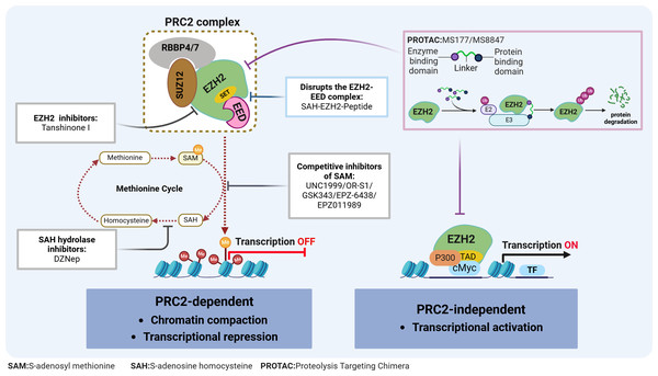 EZH2 regulates transcriptional activity in AML.