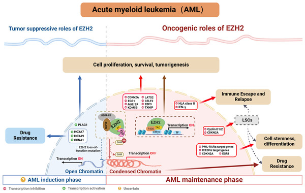 EZH2’s role in AML.