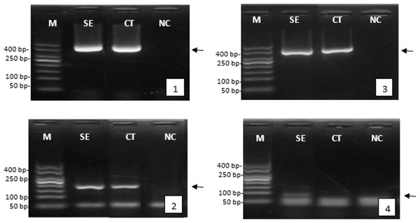 Expression of the genes encoding reproduction of female and male tiger shrimp broodstock, M, DNA marker 50 bp; SE, serotonin extract of the banana hump; and CT, control treatment without application of serotonin extract; NC, negative control; arrow, position of gene target; 1, expression of β-actin gene in females; 2, expression of vitellogenin gene in females; 3, expression of β-actin gene in males; and 4, expression of gametogenesis gene in males.