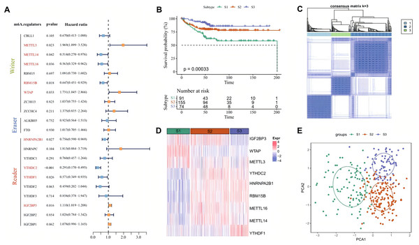 Molecular classification based on m6A regulators.