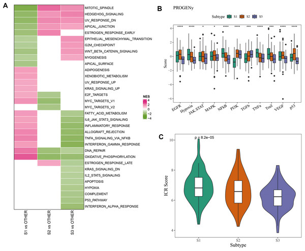 Pathway characteristics analysis between three molecular subtypes.