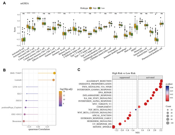 Difference of immune microenvironment of two risk groups and the drug sensitivity analysis.