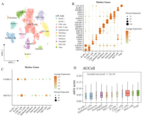 Single cell RNA-seq analysis.