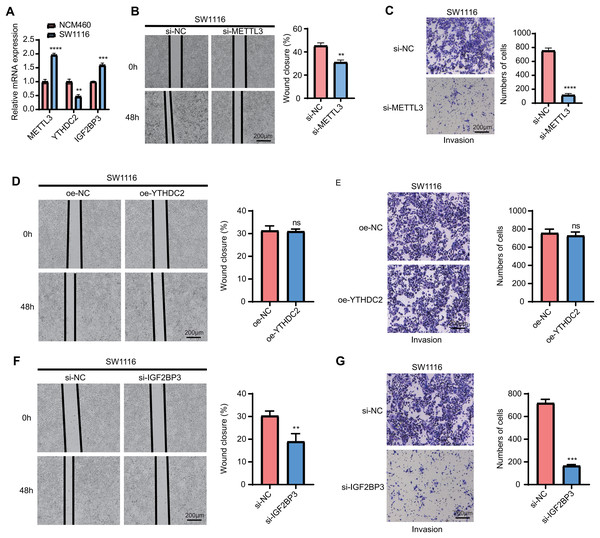 qPCR and wound healing and trans-well assay.