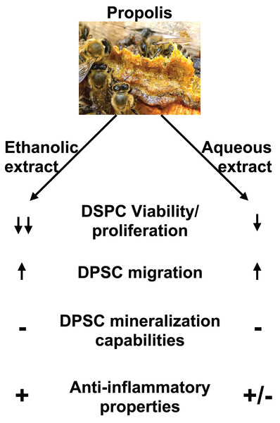 Summary of EEP and AEP effects on DPSC.