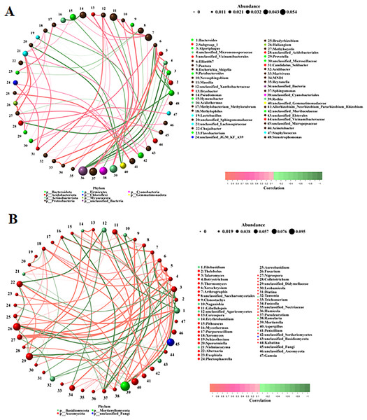 (A, B) Correlation analysis among different microorganisms.