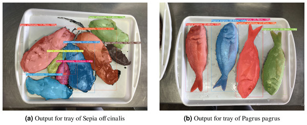 Example output images for the proposed system, in which masks, bounding boxes, species labels, and specimen sizes are shown for each detected fish instance.