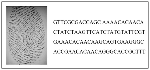 The output of the encoding and hiding process.