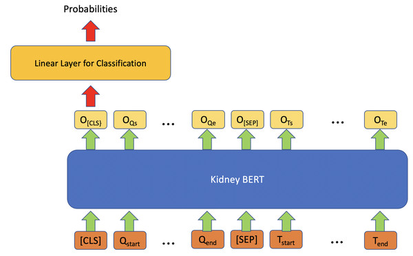 Architecture of kidney BERT for the classification task.
