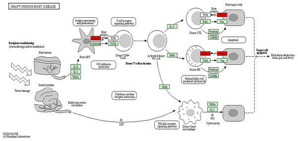 KEGG pathway diagram for graft-vs.-host disease depicting the complex interplay of cellular and molecular interactions involved in the pathogenesis of graft-vs.-host disease (GVHD).