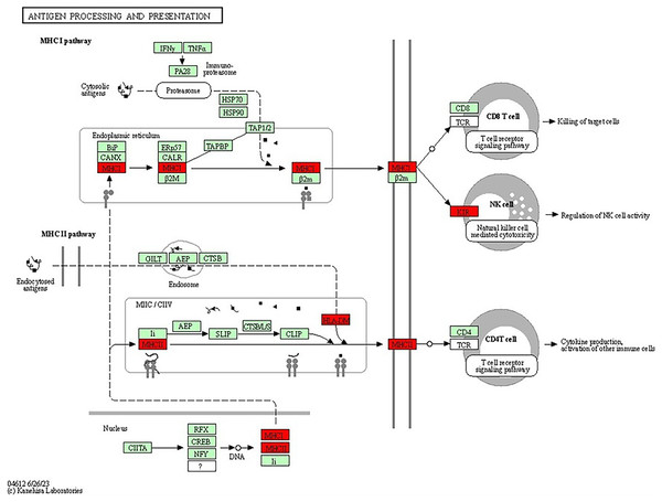 KEGG pathway diagram for antigen processing and presentation illustrating the central processes involved in antigen processing and presentation, which are essential for immune system function.