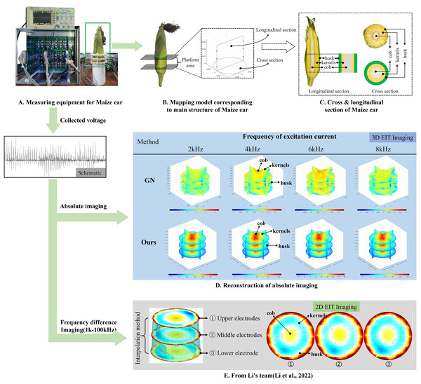 Reconstructed conductivity distribution using measured voltages from maize ear.