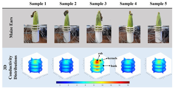 Reconstruction results of conductivity distribution of five maize ears.