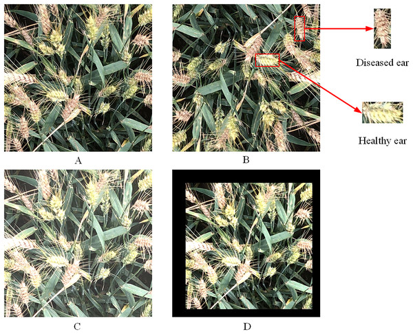 Images of wheat FHB.