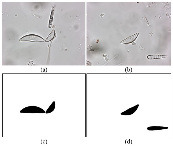 (A and B) Sample diatom images from the dataset and (C and D) their annotations.