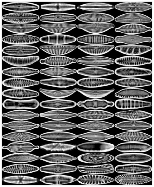 The feature maps derived from the early layer of DiatomNet.