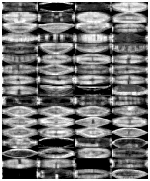 The feature maps derived from the intermediate layer of DiatomNet.