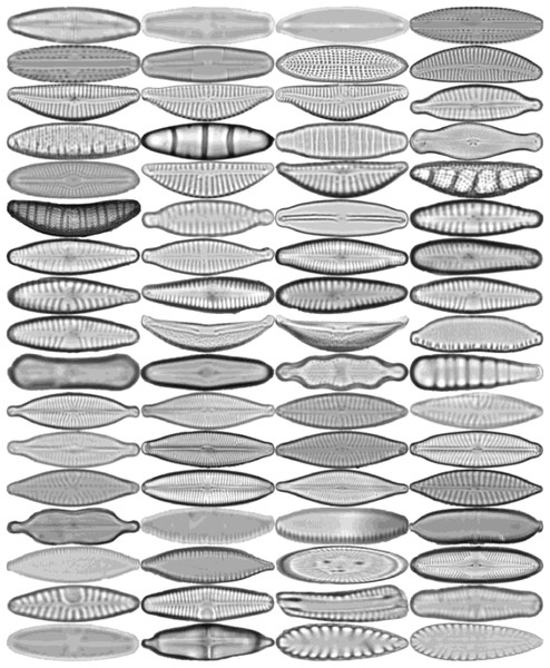 Sample images for each diatom species.