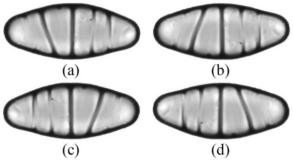 (A) A resized diatom image and its augmented versions with (B) vertical flip, (C) horizontal flip, and (D) vertical-horizontal flip.